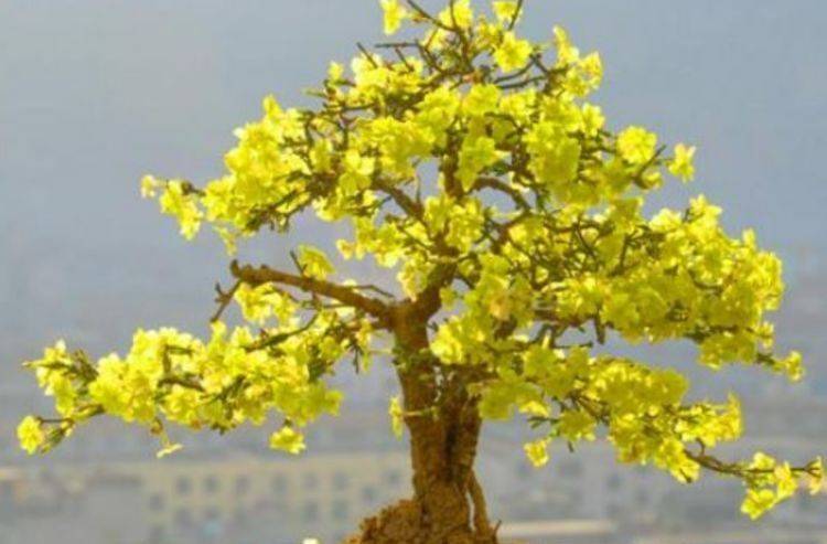 原创4种懒人花不用管照样长得旺全年开花不断花开美观又大气