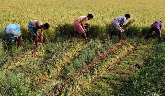 原创印度以2土地养活17人口知道真相的我笑出了猪叫