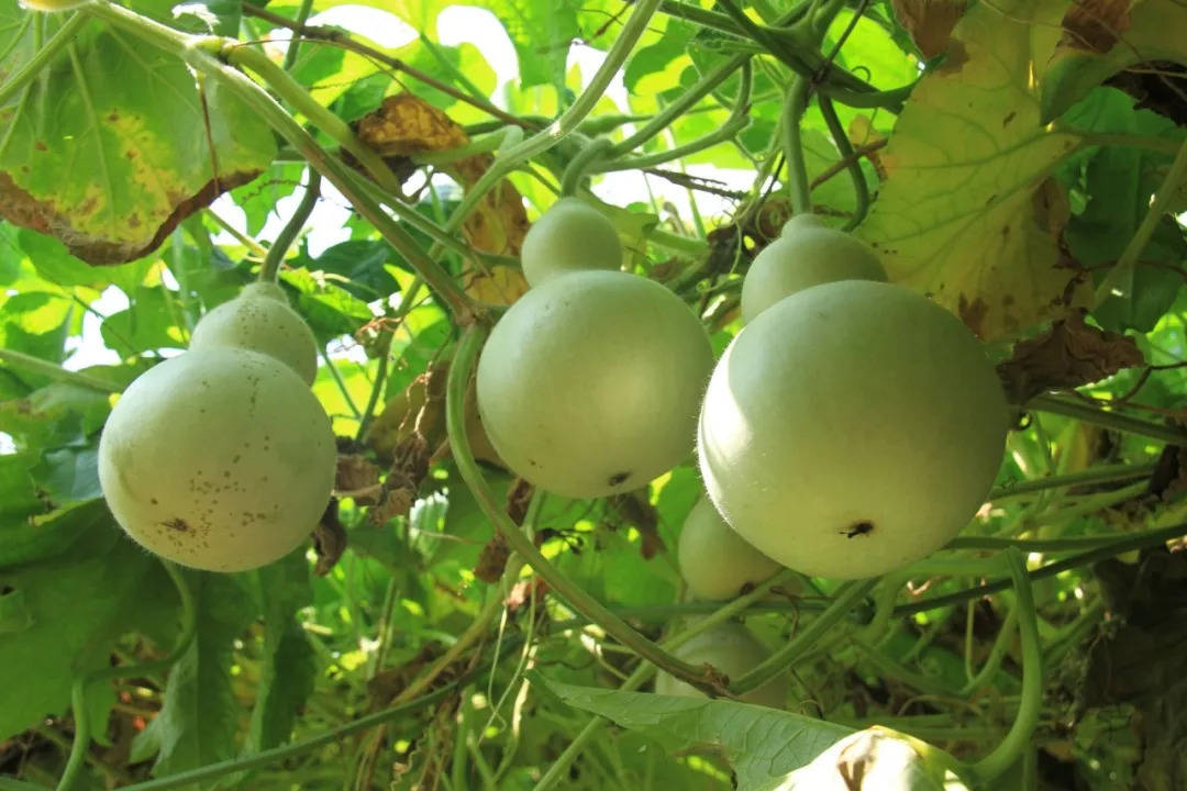 崔树轩的葫芦画"熟"了,这是数十年如一日的坚持收获来的回报