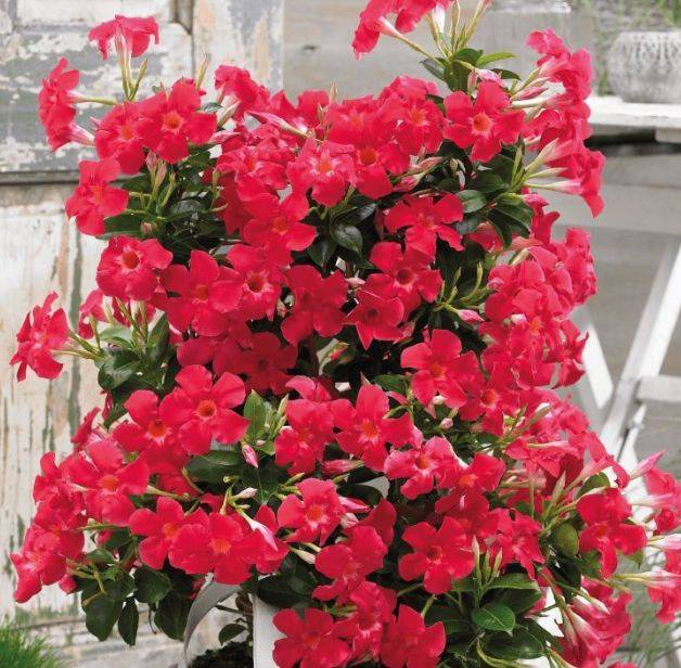 哪些花是完全花 1f15b3c222a04744ab6beaa9c989675e.jpeg
