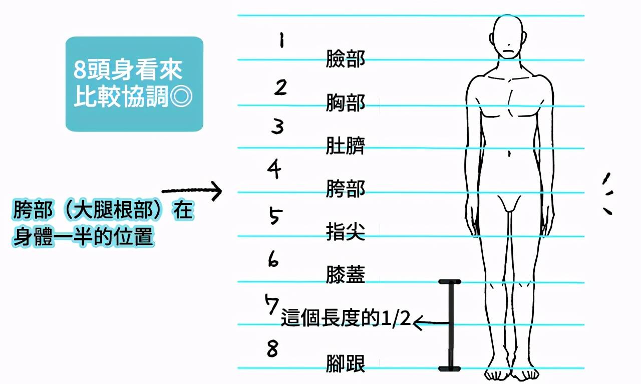 八头身身材比例图片