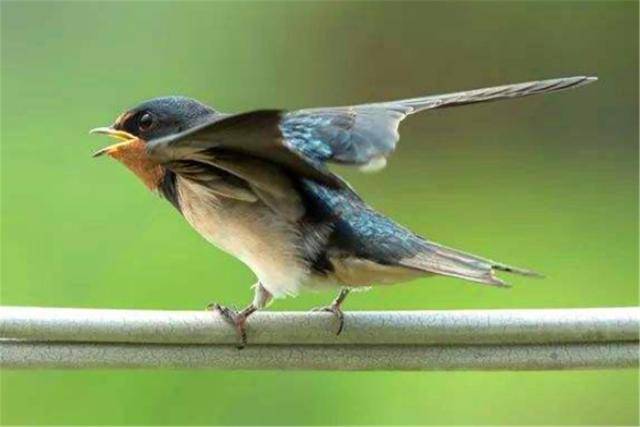 燕子飞到麻雀窝猜成语_燕子窝(2)