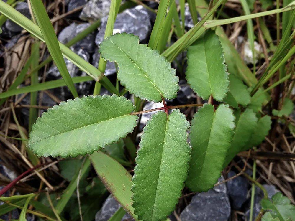 俗称"黄瓜香",做腌菜是一绝,但记住,采摘叶子就好,别挖根
