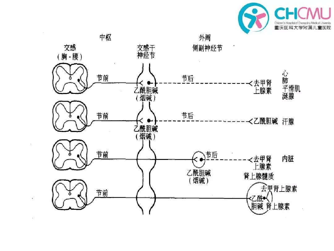 周圍神經系統自主神經系統概述