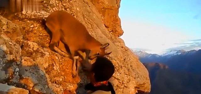 驴友攀岩碰见奇葩山羊，自己在绝壁上健步如飞，却不让人往上爬