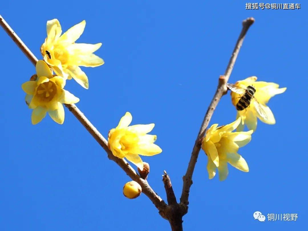 春满人间，铜川摄影师黄风升拍摄于铜川王家河湿地公园
