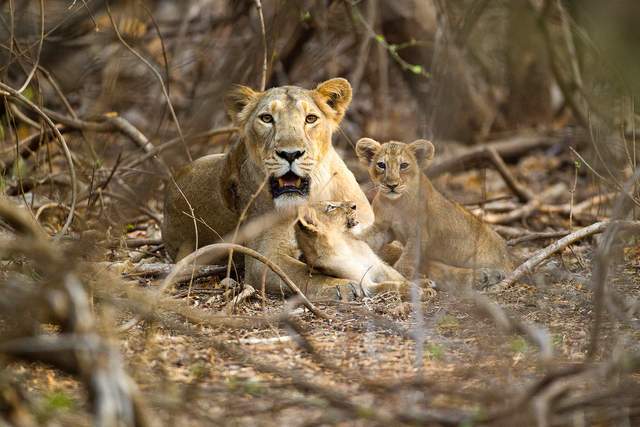 原创动物界的杀婴现象,雄性为什么会杀害幼崽,雌性又是如何应对的?