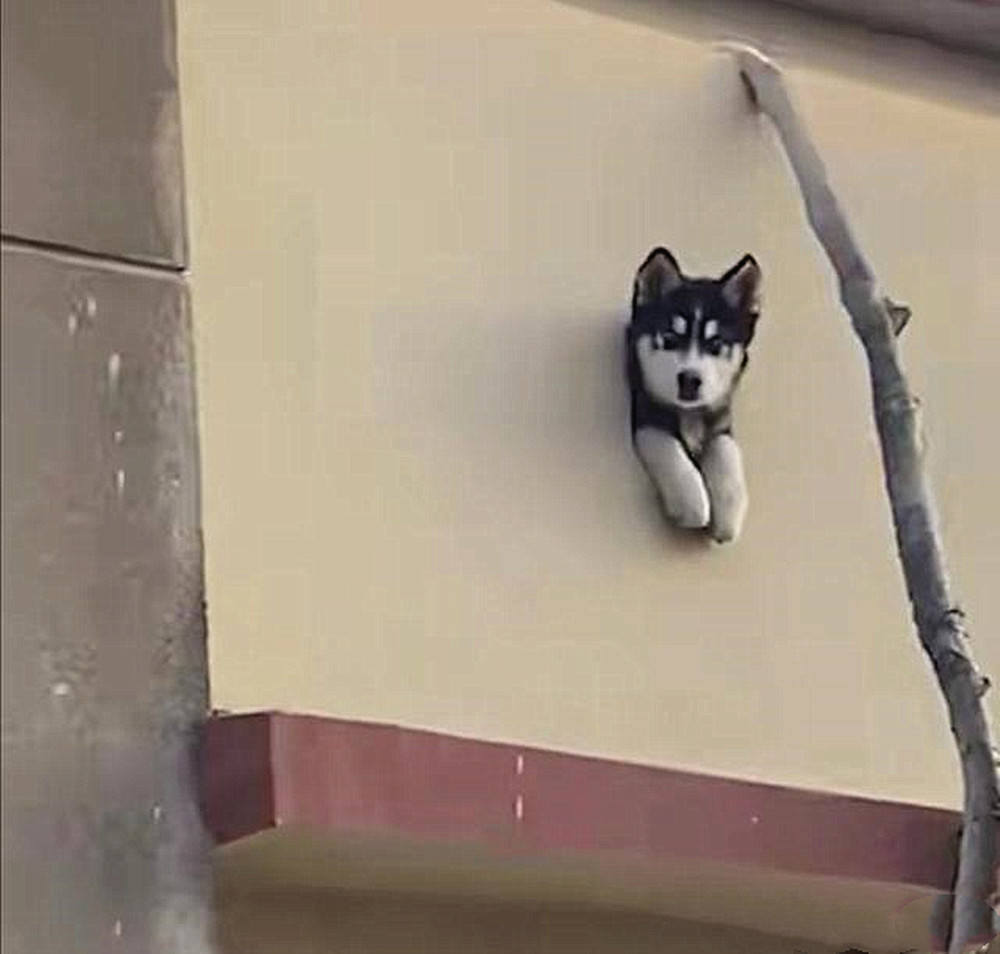 抬头一看哈士奇卡在墙里以为是摊上事了后来发现是在监控