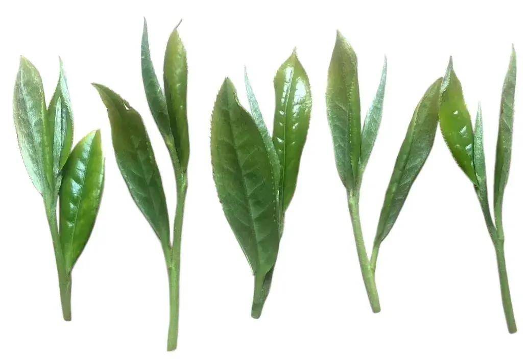 新茶季将临说一说常见的白茶错误认知牡丹王当银针寿眉当牡丹