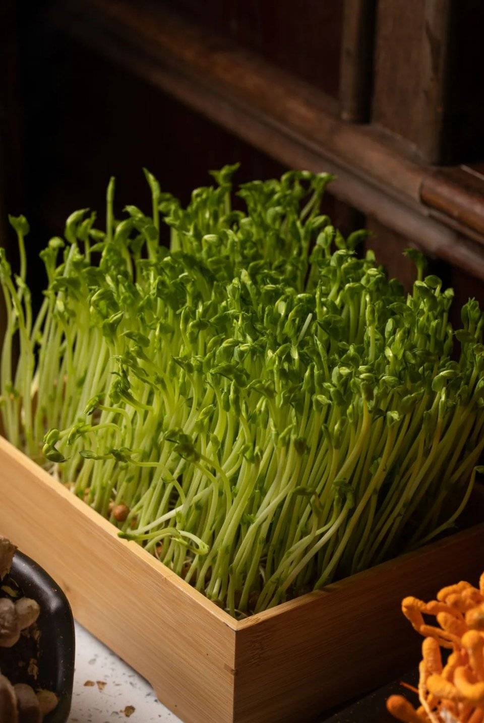 活体水培豌豆苗活体白玉菇活体有机松香菇蔬菜蘑菇都是现种的,自然