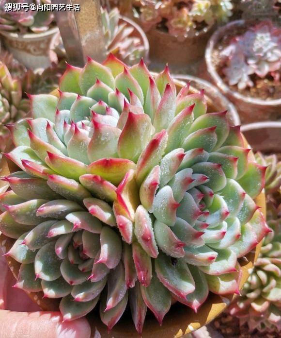 多肉怎么样施肥 aca00865a39a4c259d88e66601c4c2cf.jpeg