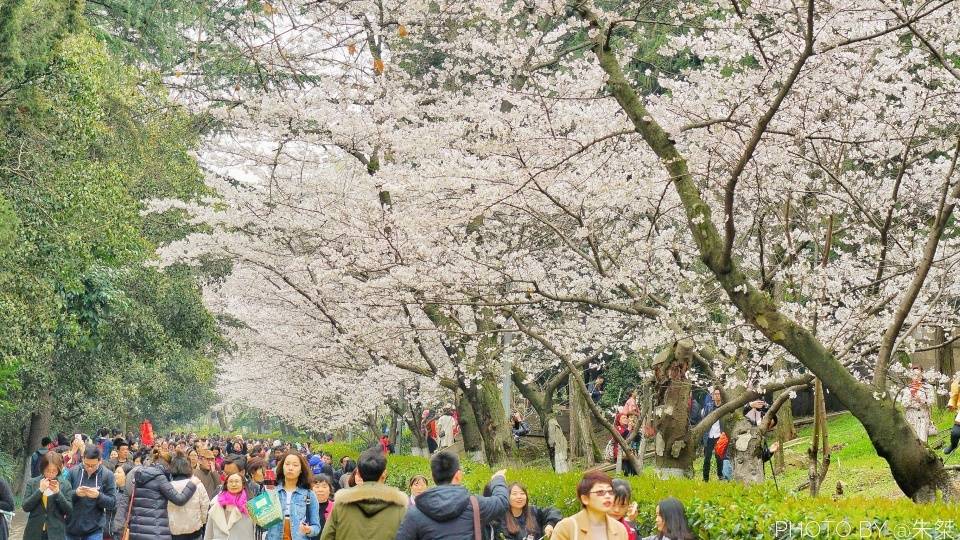 怎么在樱花校园里玩别人搭的跑酷_樱花校园模拟器