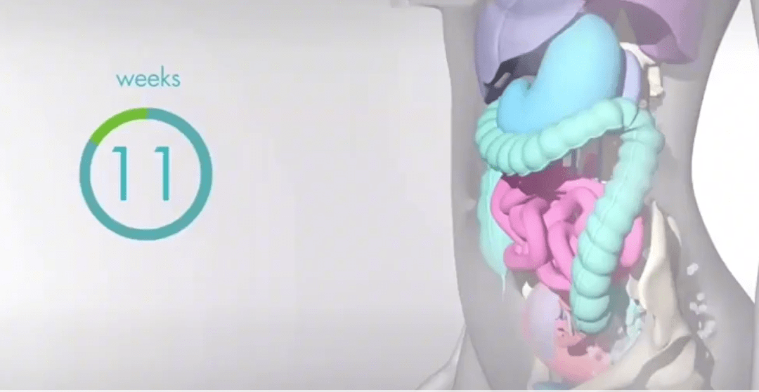 原创怀孕之后,胎儿把妈妈的内脏挤到哪去了?十张高清图带你了解