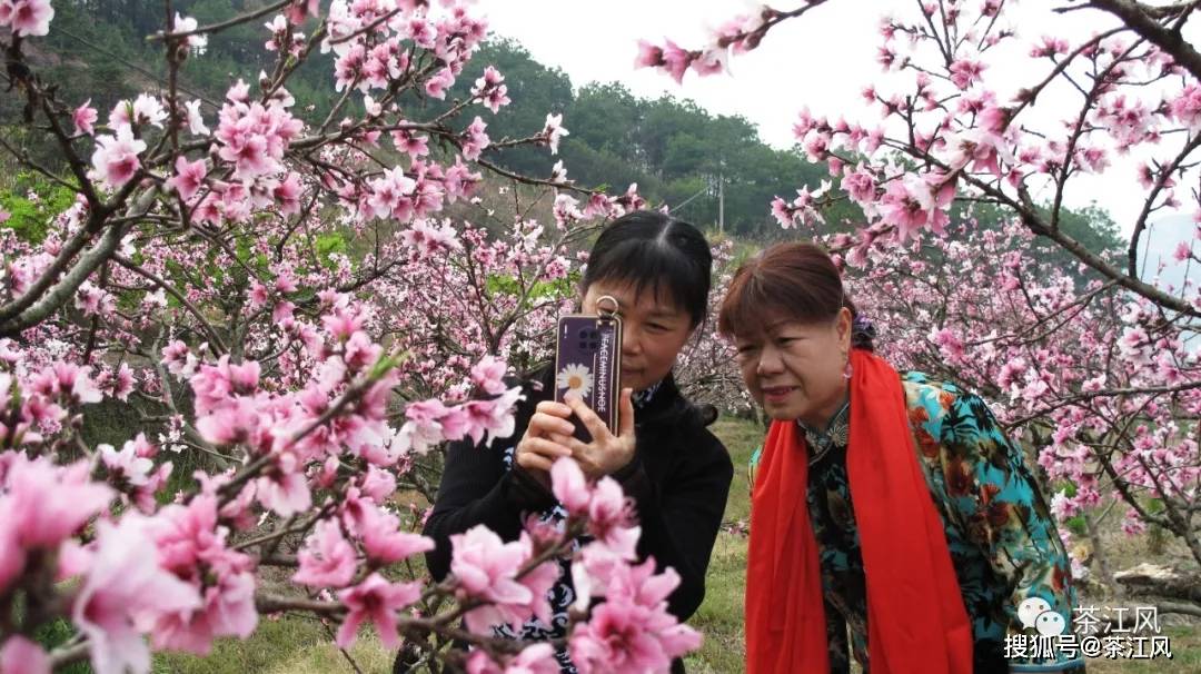 人口失踪之桃花姑娘_问道手游人口失踪