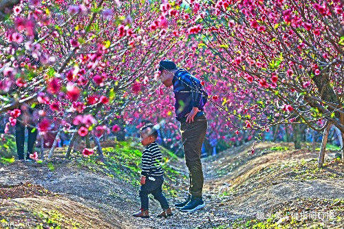 广东有处“隐世桃园”，一到春天400亩桃花红遍山野，宛如仙境