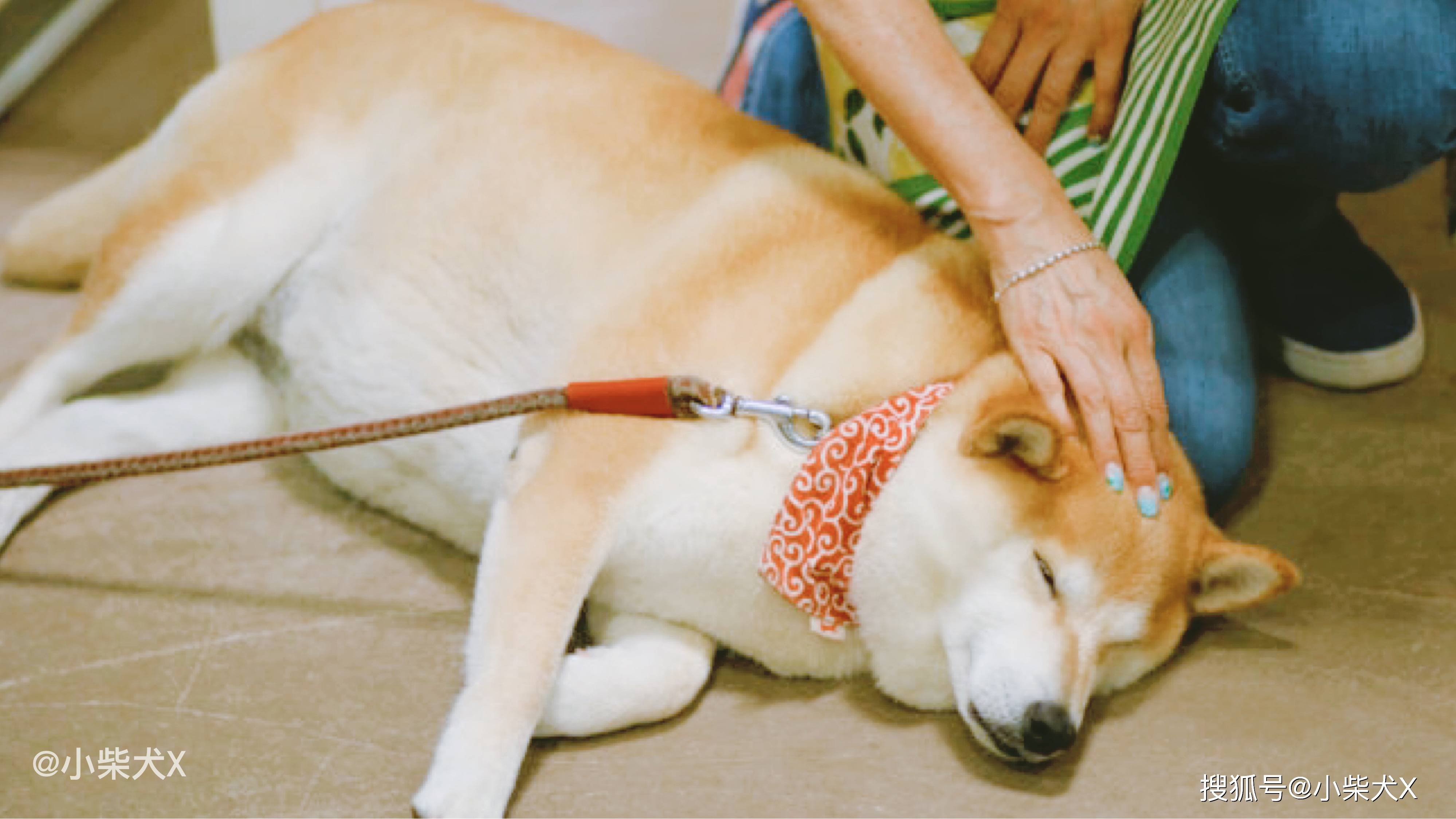 因为太胖居然成为了门面担当这只柴犬狗生得意了