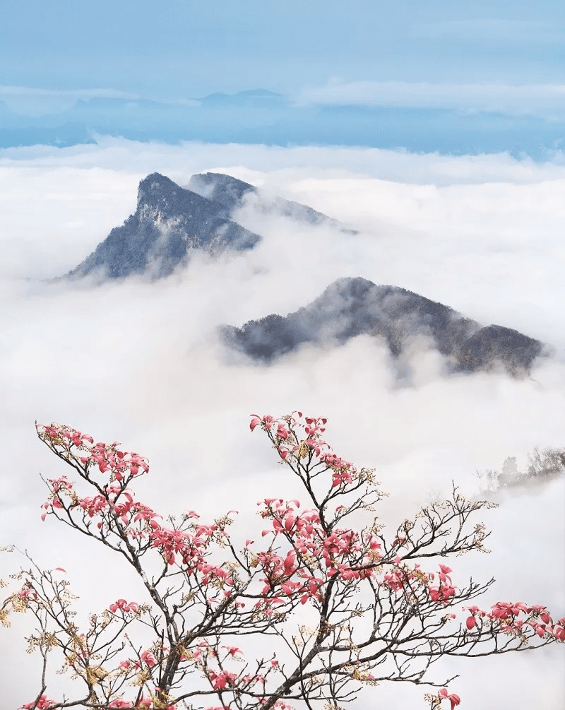 好消息，光雾山5A景区限期免门票啦！巴中户籍或在巴工作皆可