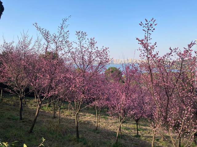 组图：武昌理工学院校园里的樱桃花盛开  美不胜收