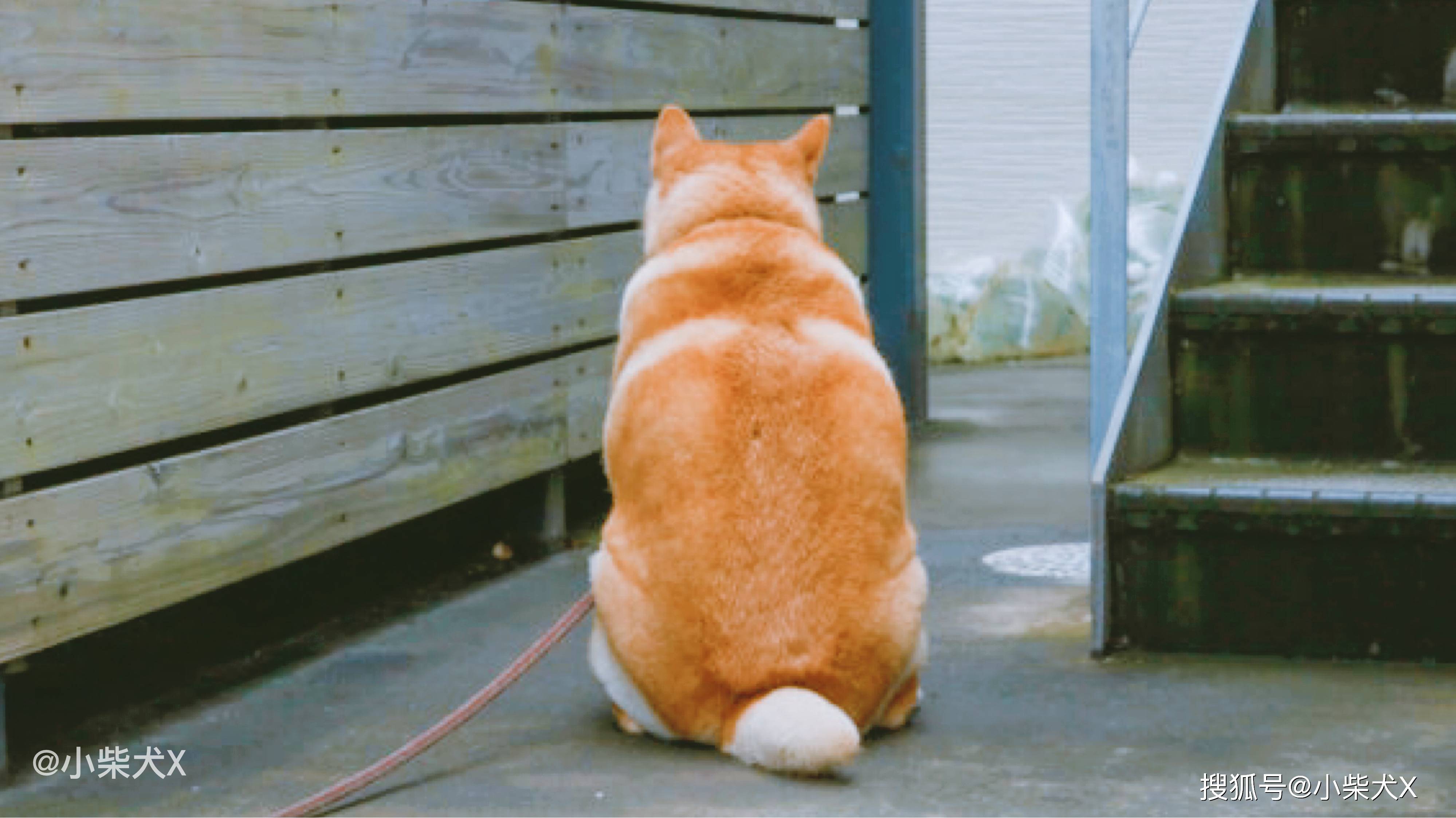 因为太胖居然成为了门面担当这只柴犬狗生得意了