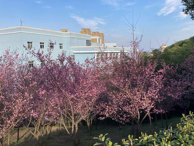 组图：武昌理工学院校园里的樱桃花盛开  美不胜收