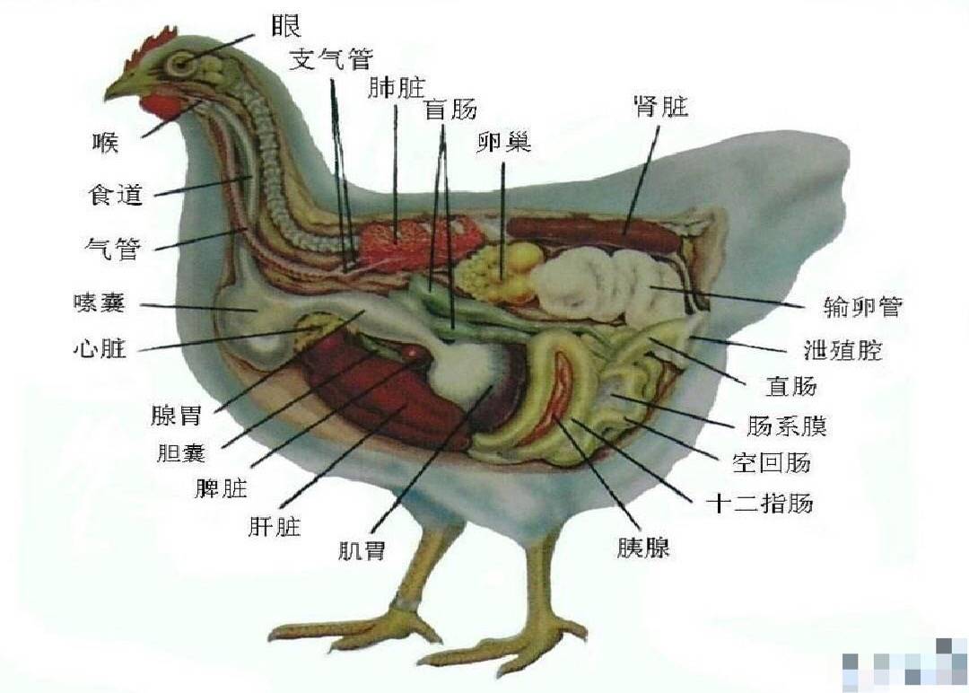 学习鸡的解剖和拍照_湖南帝王大世界科技有限公司