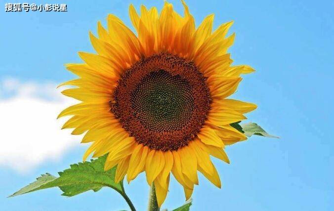 正月期间 财源滚滚 3属相被 好孕 包围 贵人扶持 富贵花开 生肖