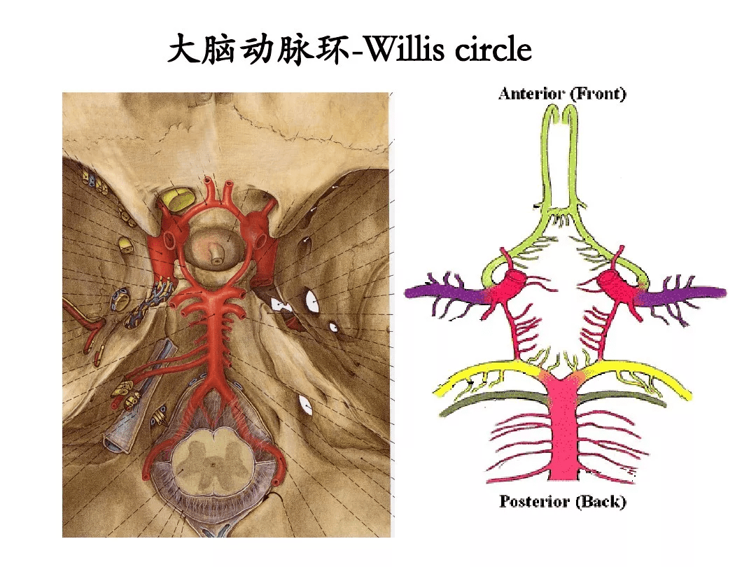 4:大脑动脉环(willis环)3:椎—基底动脉系统2:颈内动脉系统1:脑血管