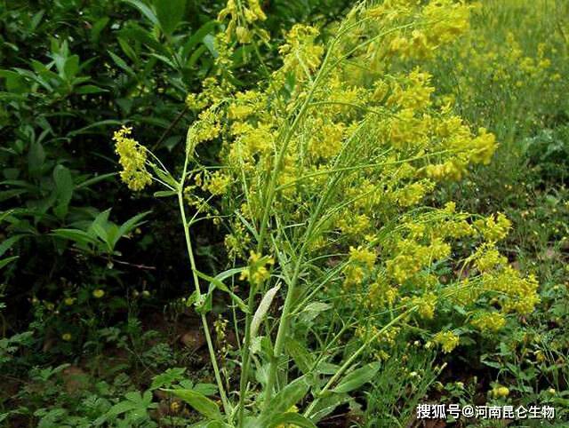 中药材柴胡黄叶死苗烂根如何预防?柴胡叶子黄打什么药?