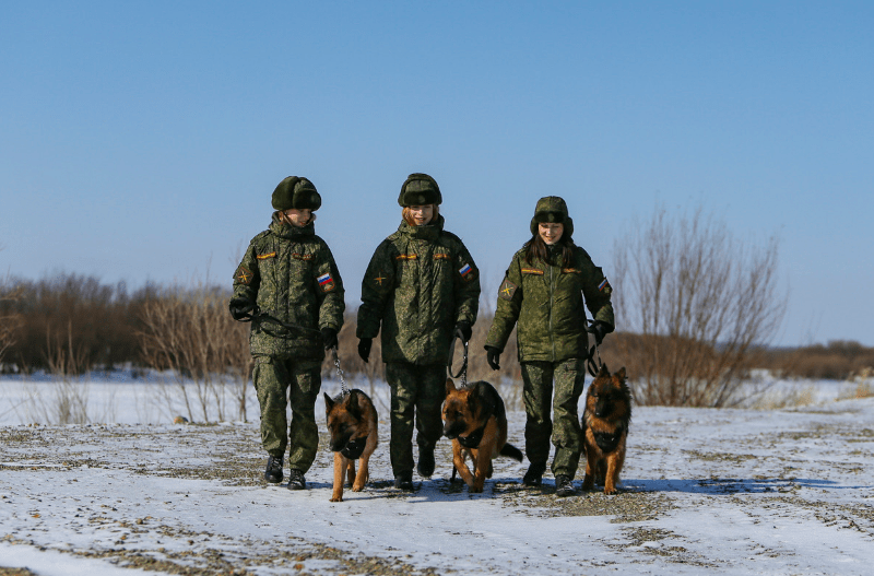 战斗民族女兵带军犬雪地忙训练 样子有点萌 进行