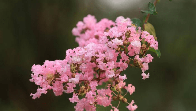 而是做需要攀附别人的菟丝花,借助他人的枝叶来让自己成长