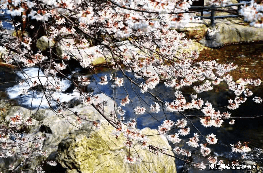 赏樱花，游山水，体验玻璃水滑漂......春天的龙津溪地美翻了！