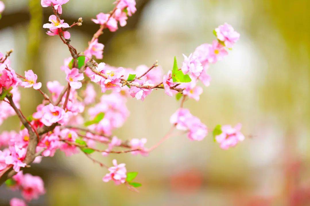 最是一年春好处，到大唐芙蓉园去寻春！