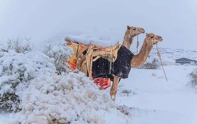 撒哈拉沙漠居然下雪了！一组照片震惊世界，99%的人都没见过！