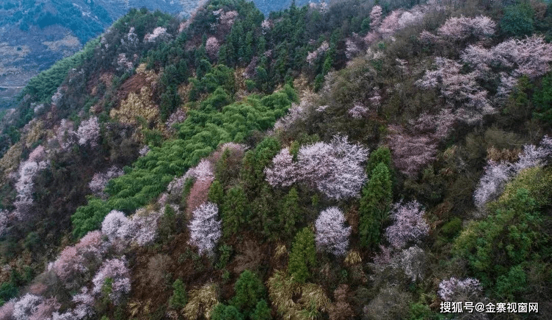 赏樱花，游山水，体验玻璃水滑漂......春天的龙津溪地美翻了！