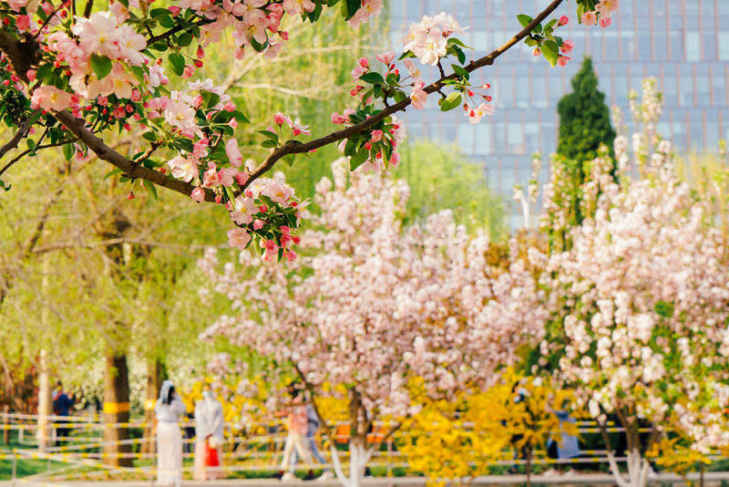 曾经的土城沟如今的海棠花溪，短短十几年成就京城4月超人气花节