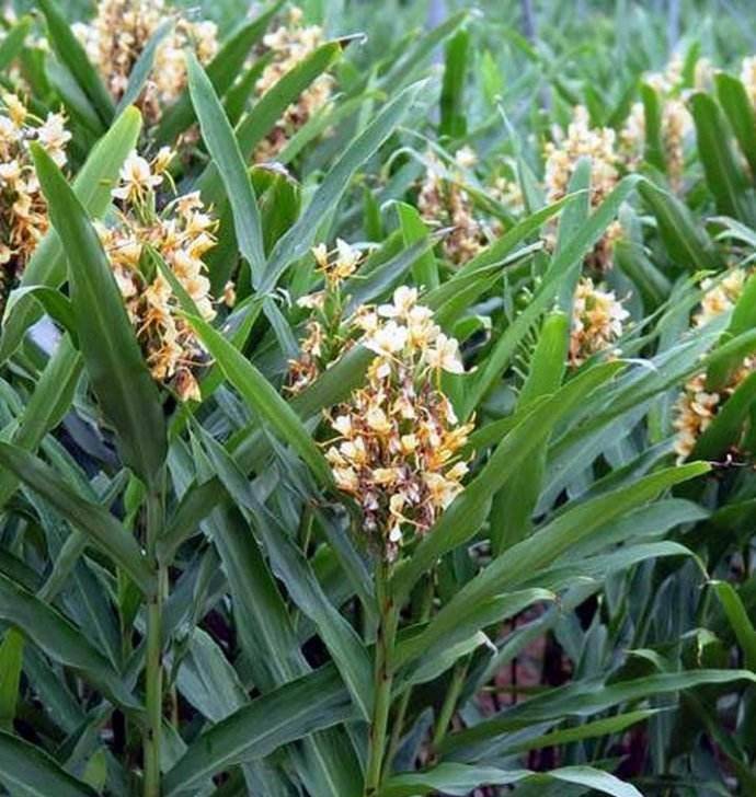 生姜怎么种植能开花 41b62309c6154b5eb538dc1f15cb9195.jpeg
