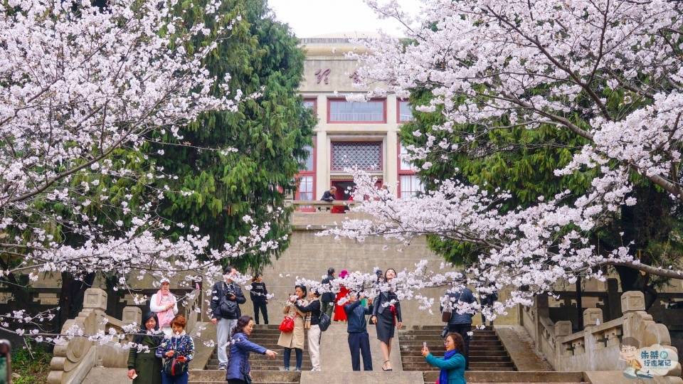 樱花盛开的季节，不用再远赴日本，国内三处赏樱胜地就在我们身旁