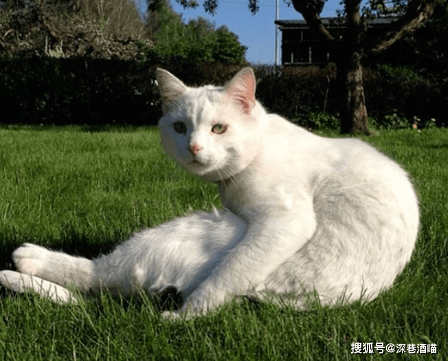 孕妇梦见猫,神秘梦境背后的寓意与解读 孕妇梦见猫,神秘梦境背后的寓意与解读