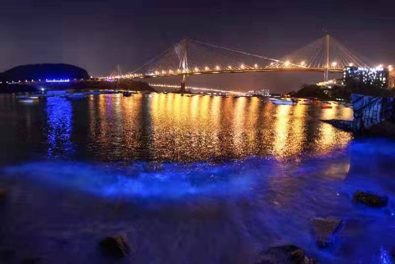 香港海面出现幽幽的「蓝眼泪」，美丽的背后却是......