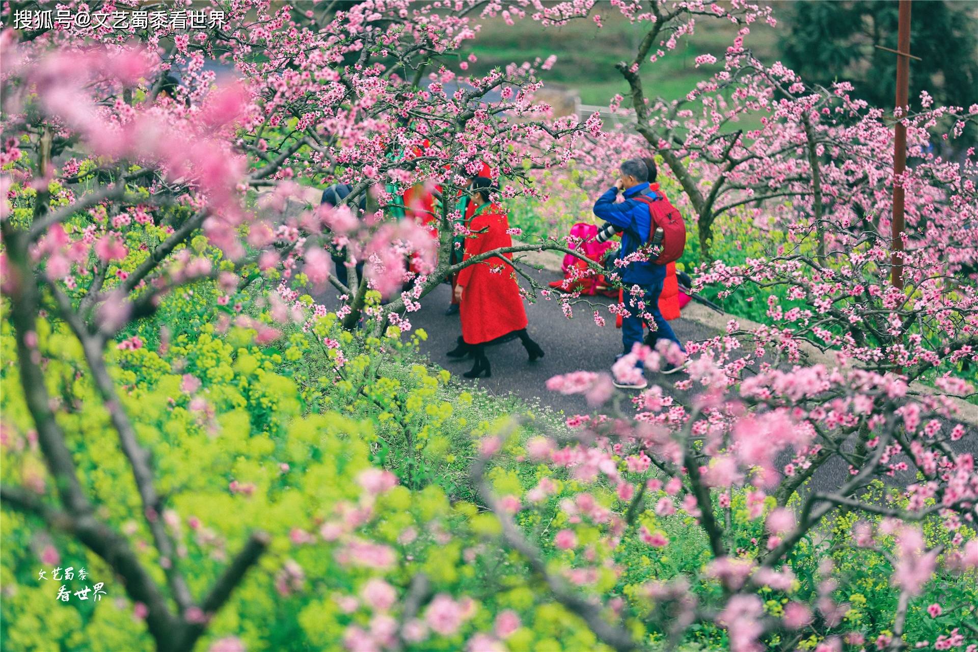 又到了贵州赏花季，推荐一个漫山遍野的花海，人少景美还免费