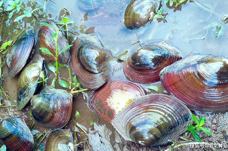 鰣魚,刀魚,蝲蛄(東北黑鰲蝦),芝麻劍魚……但在農村的河裡有一種東西