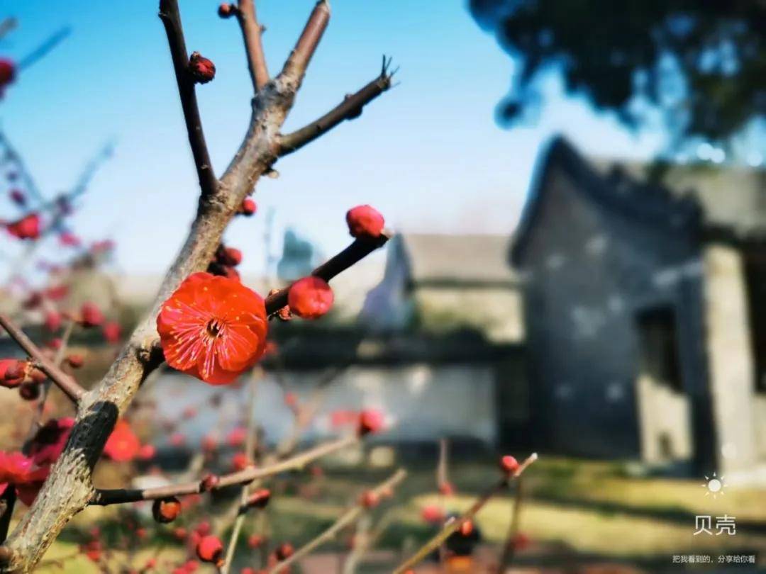 邹城：花漾邹城，春之宴尽在孟府