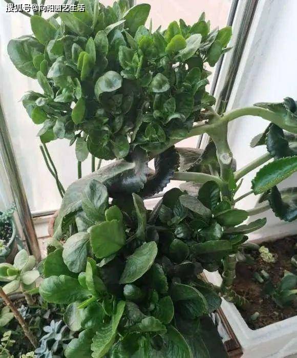 几月份嫁接长寿花好 0b23c05682e5478cbb35c4dbd1281e08.jpeg