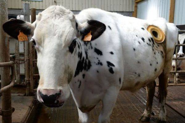 美国奶牛身上都有个大洞，饲养员还伸手去掏，这洞口究竟有何意义