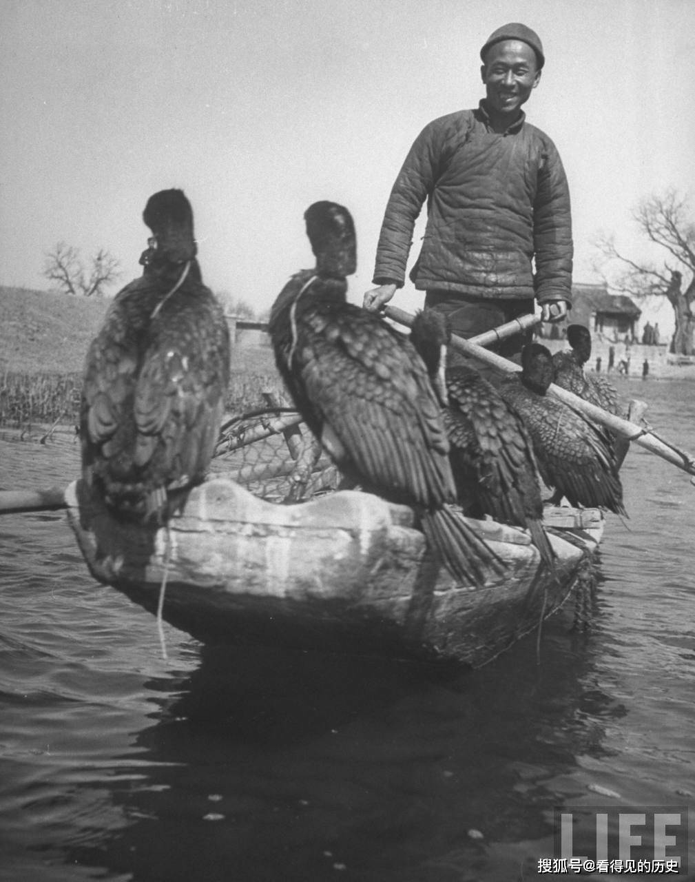 老照片 民国时期的渔夫 用鸬鹚捕鱼_鱼后