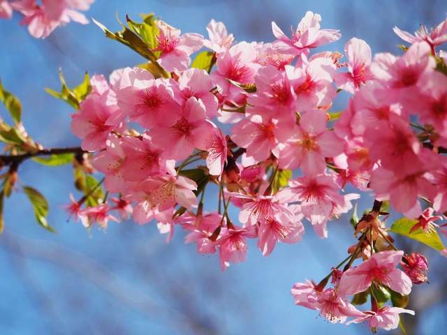 第一波樱花开了，上海市区最大赏樱胜地，一个春天看尽28种樱花