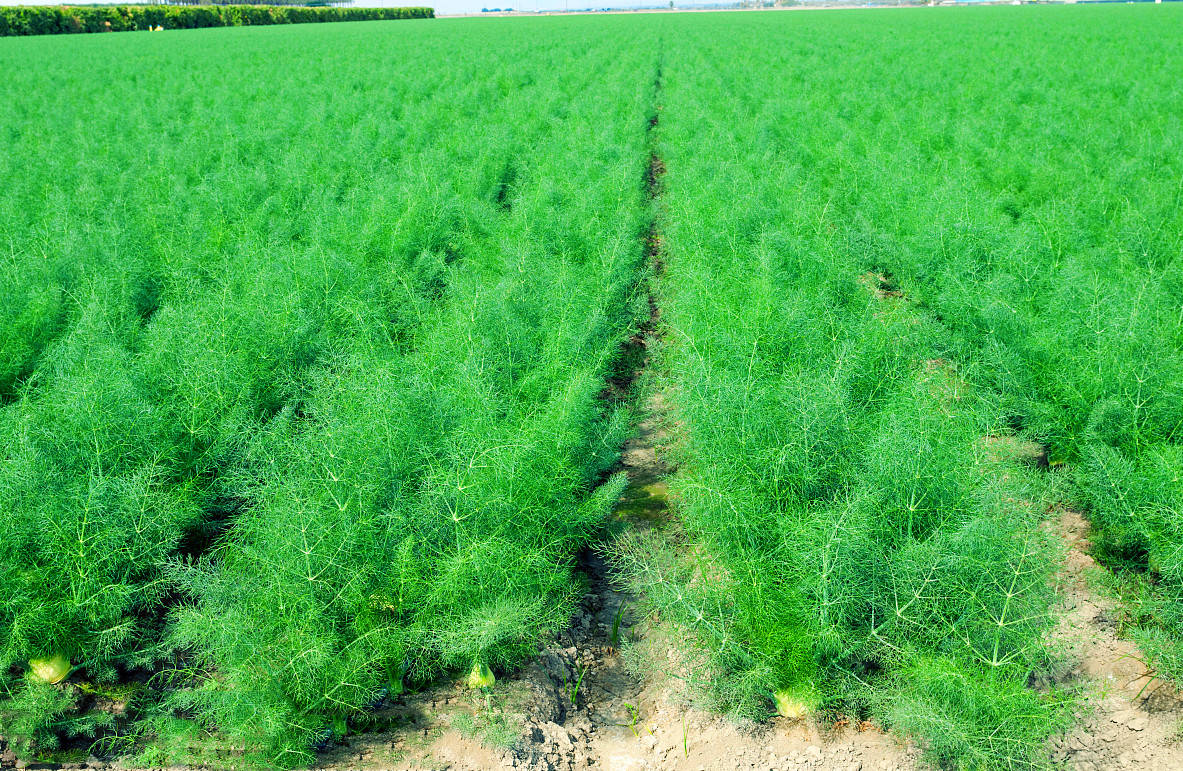 菲纳尔回享,天然原材料打造_肺部