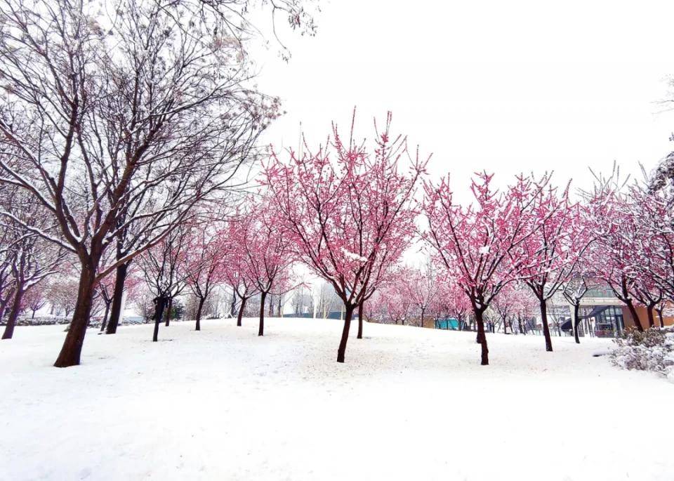 碧源月湖——初雪是景 除雪是情