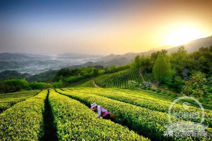 汉中油菜花节将于2021年3月13日开幕 今年将在西乡县举办