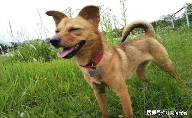 原创城市狗和农村狗的6个区别，想知道吗？来看看吧